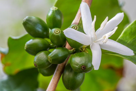Fototapeta cerises vertes et fleur de caféier 