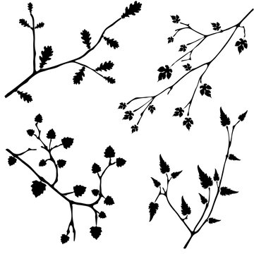 Black branches with leaves on white background
