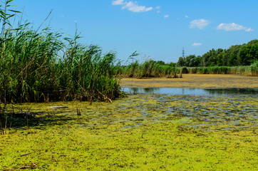 Green algae on surface of the lake