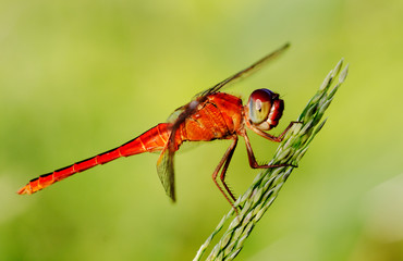 Dragonfly