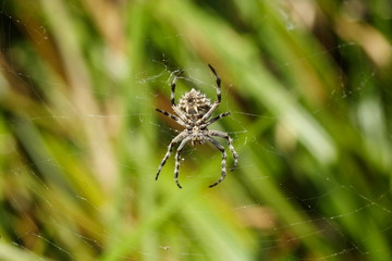 Orb Weaver Spider - eriophora transmarina