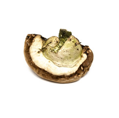 Shelf fungus medical mushroom isolated on white. Chaga. Mushrooms growing on trees.