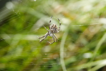 Orb Weaver Spider - eriophora transmarina