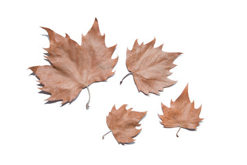 Autumn maple leaves