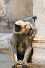 Mother of gray langur with small baby. India temple, Karnataka. Hanuman