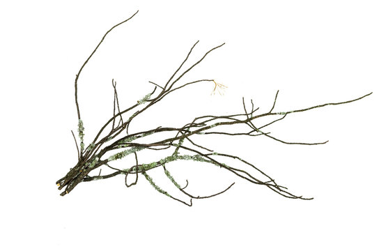 Dry mossy branch of fir tree isolated on white background. Decoration.