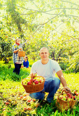 Obraz premium family gathers apples in garden