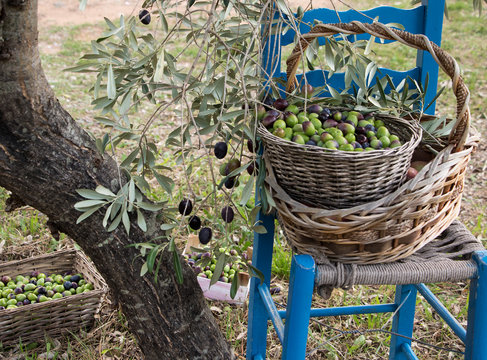 Beginn der Olivenernte