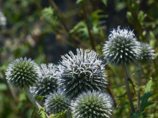 Flower buds of Great globe-thistle or Echinops sphaerocephalus close-up, selective focus, shallow DOF