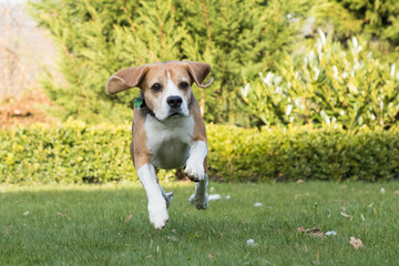 beagle jumping outdoor