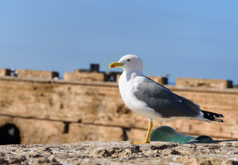 Seagull in port, Essaouira, Morocco