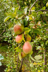 a branch of a pear crop