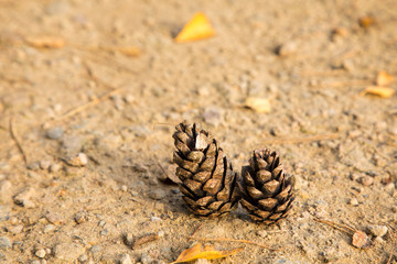 two pine cones outside