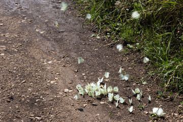 A view of a group of white, flying butterflies on the ground