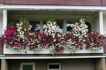 Fototapeta na wymiar petunias on balcony