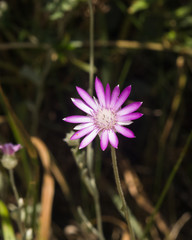 Obraz premium Purple flower of Annual Everlasting or Immortelle, Xeranthemum annuum, macro selective focus, shallow DOF