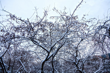 Tree in winter Park