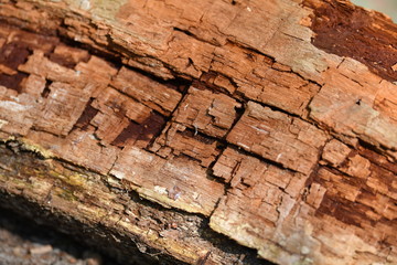 Verfaultes Holz