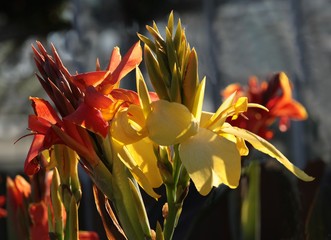 orange and yellow flowers of canna