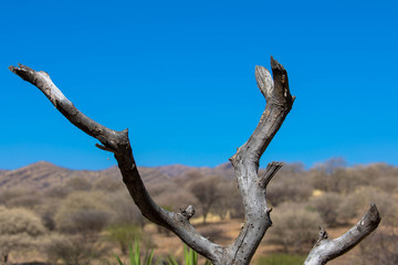 Trockenzeit in Namibia