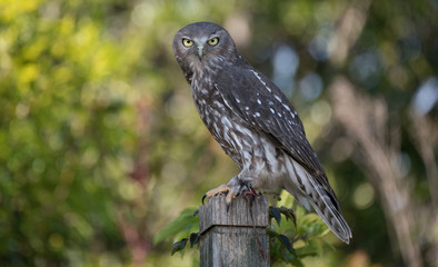 Barking Owl
