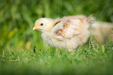 Chick