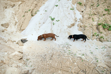 Fototapeta premium Dogs hunting on a sand
