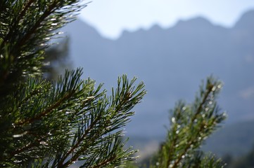 Naklejka premium Parque Faunistico de los Pirineos Lacuniacha