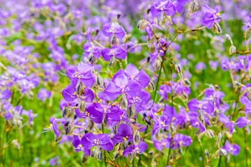 Obraz premium Crested serpent flower field