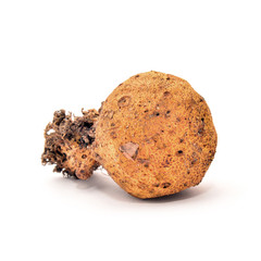 scleroderma citrinum mushroom