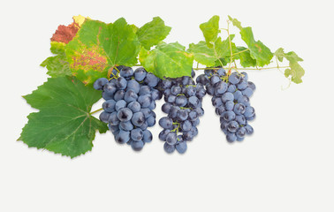 Clusters of blue grapes on the vine with leaves