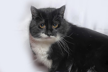 fat black with a white cat on a light background
