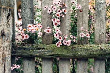 The old wooded fence with flowers that sprout through it
