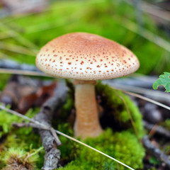 amanita rubescens mushroom