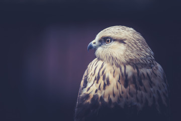 Buzzard