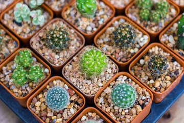 Various cactus plants / Group of small cactus in the pot for sale in market Thailand