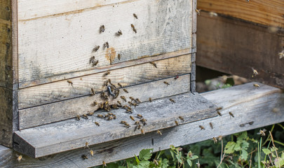 bees collecting flower pollen in a hive