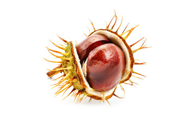 Chestnuts with peel on white background. An isolated object.
