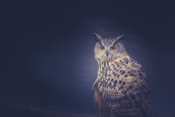 Owl