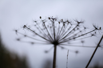 борщевик засохший в поле, сорняк, зонтичное растение