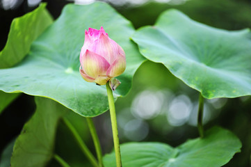 Beautiful lotus thai green leaf