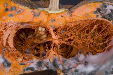 rotten pumpkin with mold
