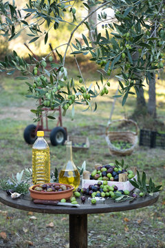 frisch geerntete Oliven und weiter verarbeitetes von der Olive auf einen Holztisch unter einem Olivenbaum