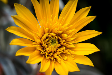 Yellow Flower