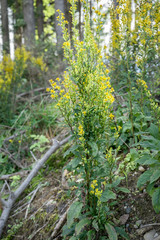 Fototapeta na wymiar goldenrod / yellow flowering goldenrod in a wood