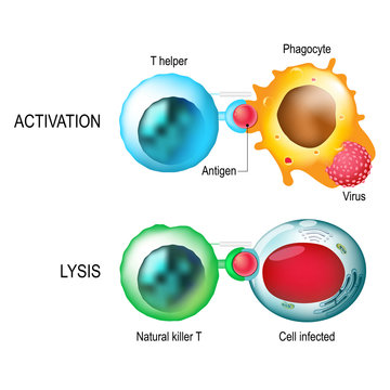 T-cell. Activation and lysis of the leukocytes.