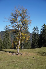 Fototapeta na wymiar Bergahorn im Herbst freistehend, Königsalm bei Kreuth, Bayern