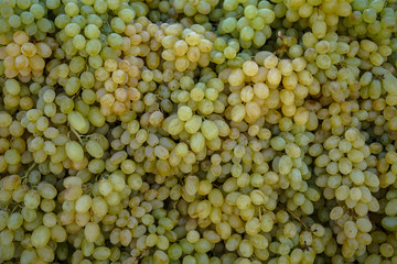 Piles of abundant fresh seasonal seedless green grapes background in local city fruit market