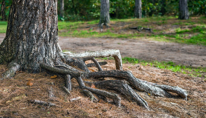 Roots of a scots pine tree from close