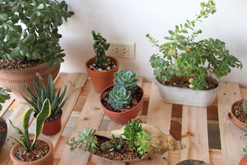 cactus and succulents in bloom in spring